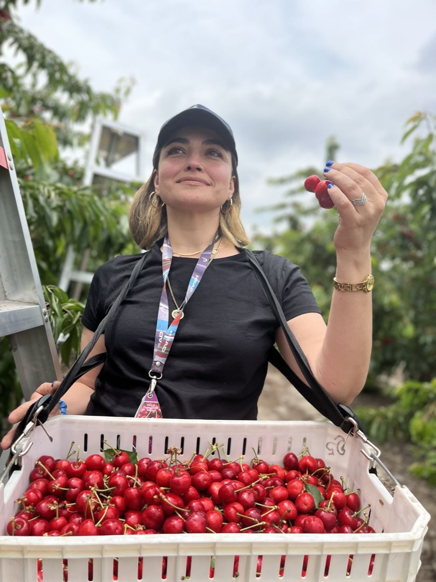 Royal Dawn cherry harvest in Chilean orchard